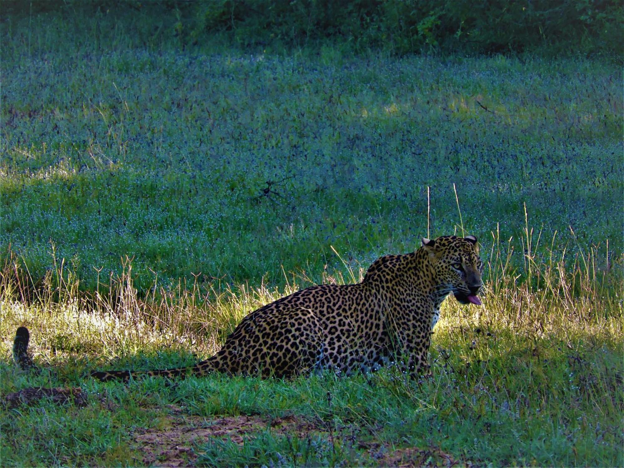 Yala Podi Hoona Bush Camp Hotel Exterior photo